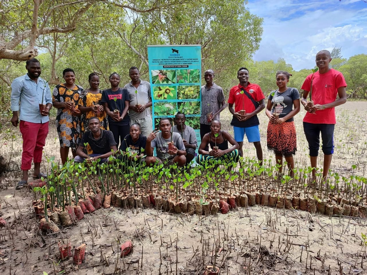 Mangrove restoration with COBEC